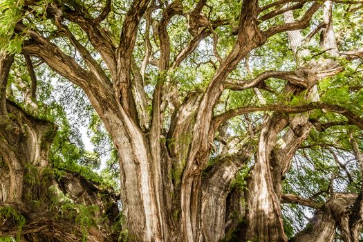 Oaxaca, Oaxaca / Mexico - 21/7/2018: Famous tree of Tule in Oaxaca Mexico