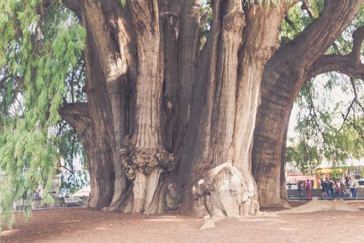 Oaxaca, Oaxaca / Mexico - 21/7/2018: Famous tree of Tule in Oaxaca Mexico