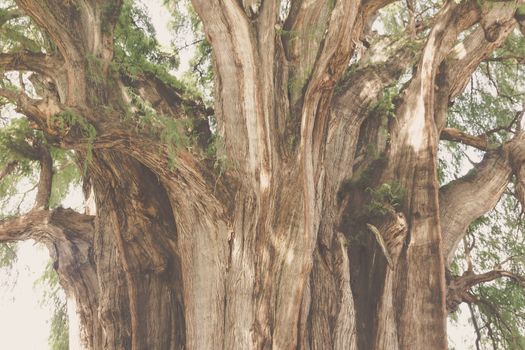 Oaxaca, Oaxaca / Mexico - 21/7/2018: Famous tree of Tule in Oaxaca Mexico