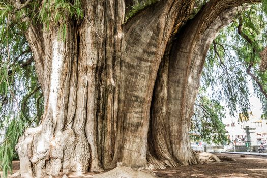 Oaxaca, Oaxaca / Mexico - 21/7/2018: Famous tree of Tule in Oaxaca Mexico