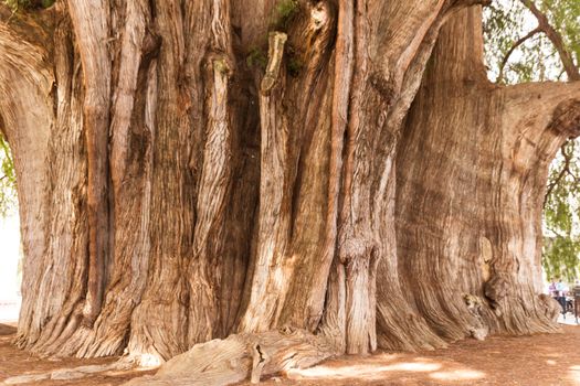 Oaxaca, Oaxaca / Mexico - 21/7/2018: Famous tree of Tule in Oaxaca Mexico