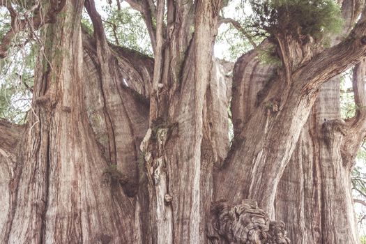 Oaxaca, Oaxaca / Mexico - 21/7/2018: Famous tree of Tule in Oaxaca Mexico