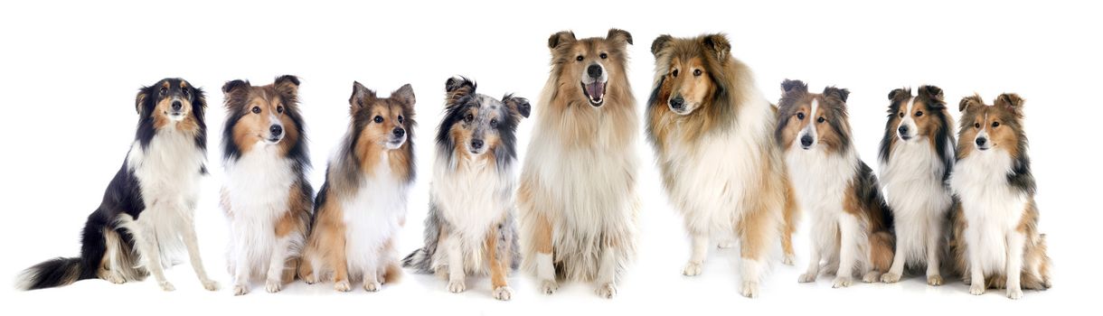 Rough Collies and shetland sheepdogs in front of white background
