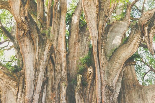 Oaxaca, Oaxaca / Mexico - 21/7/2018: Famous tree of Tule in Oaxaca Mexico