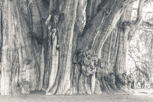 Oaxaca, Oaxaca / Mexico - 21/7/2018: Famous tree of Tule in Oaxaca Mexico