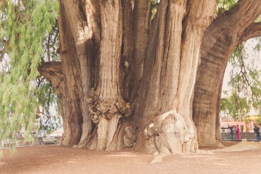 Oaxaca, Oaxaca / Mexico - 21/7/2018: Famous tree of Tule in Oaxaca Mexico