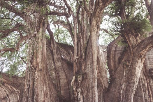 Oaxaca, Oaxaca / Mexico - 21/7/2018: Famous tree of Tule in Oaxaca Mexico