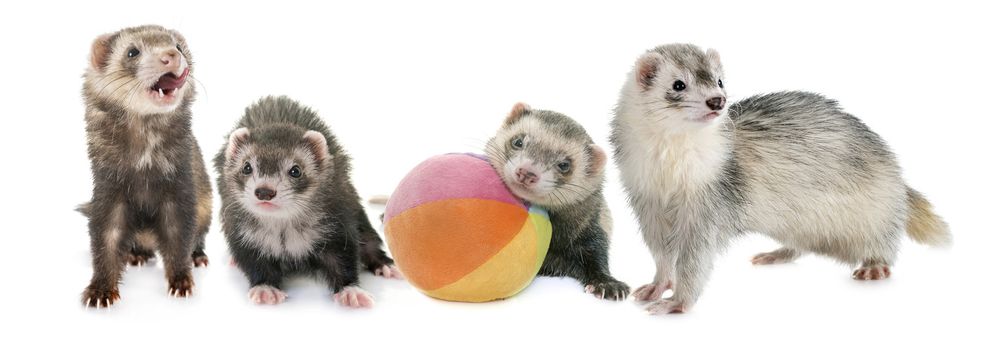 group of ferrets in front of white background