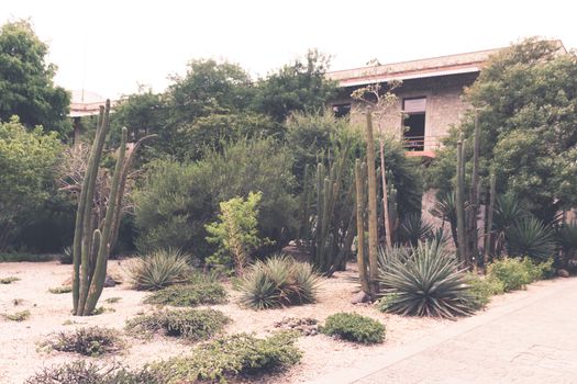 Oaxaca, Oaxaca / Mexico - 21/7/2018: Detail of the Ethnobotanic garden in Oaxaca Mexico