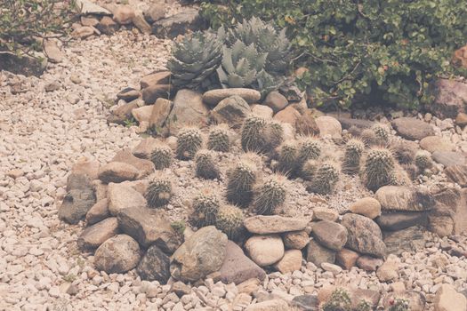 Oaxaca, Oaxaca / Mexico - 21/7/2018: Detail of the Ethnobotanic garden in Oaxaca Mexico