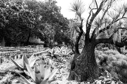 Oaxaca, Oaxaca / Mexico - 21/7/2018: Detail of the Ethnobotanic garden in Oaxaca Mexico