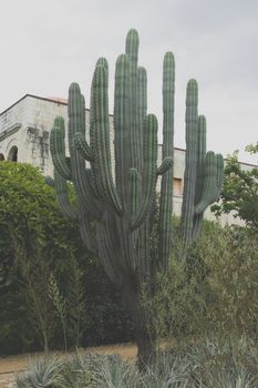 Oaxaca, Oaxaca / Mexico - 21/7/2018: Detail of the Ethnobotanic garden in Oaxaca Mexico