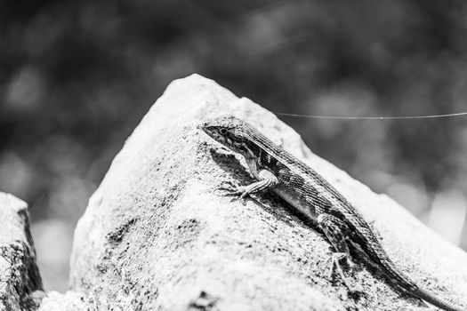 Photograph of a lizard on a rock outdoors