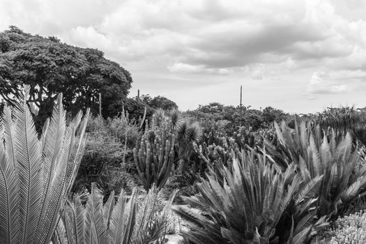 Oaxaca, Oaxaca / Mexico - 21/7/2018: Detail of the Ethnobotanic garden in Oaxaca Mexico