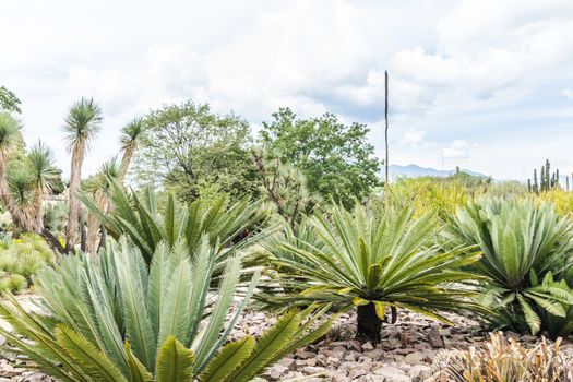 Oaxaca, Oaxaca / Mexico - 21/7/2018: Detail of the Ethnobotanic garden in Oaxaca Mexico