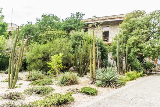 Oaxaca, Oaxaca / Mexico - 21/7/2018: Detail of the Ethnobotanic garden in Oaxaca Mexico