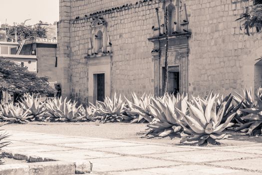 Detail photograph of some maguey plants