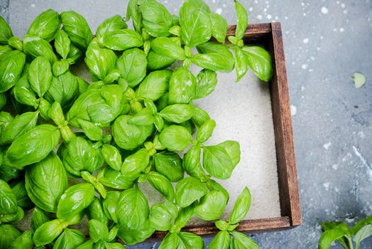 Fresh Basil Herb Grow in Kitchen Container. Clean Eating.