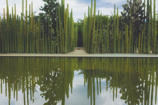 Oaxaca, Oaxaca / Mexico - 21/7/2018: Detail of the Ethnobotanic garden in Oaxaca Mexico