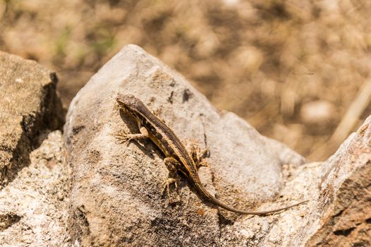 Photograph of a lizard on a rock outdoors