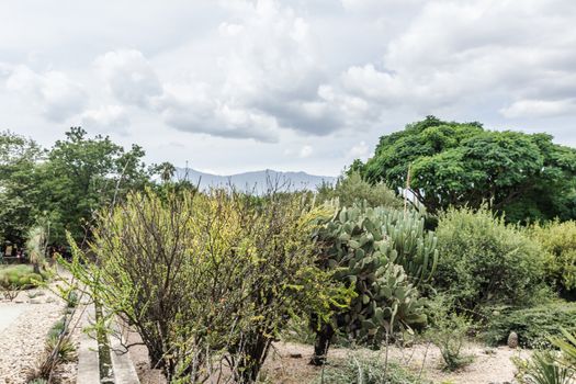 Oaxaca, Oaxaca / Mexico - 21/7/2018: Detail of the Ethnobotanic garden in Oaxaca Mexico