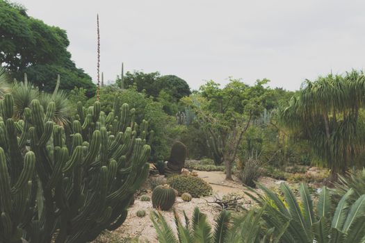 Oaxaca, Oaxaca / Mexico - 21/7/2018: Detail of the Ethnobotanic garden in Oaxaca Mexico