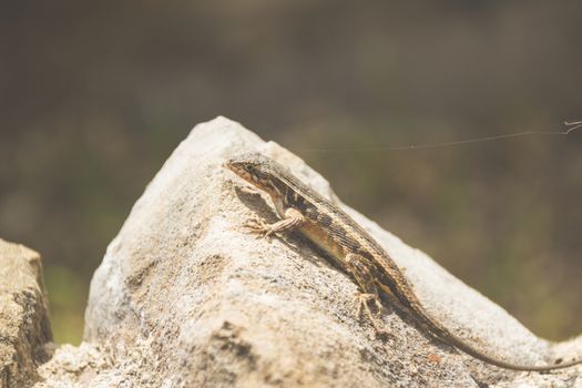 Photograph of a lizard on a rock outdoors