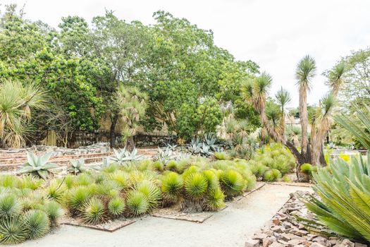 Oaxaca, Oaxaca / Mexico - 21/7/2018: Detail of the Ethnobotanic garden in Oaxaca Mexico