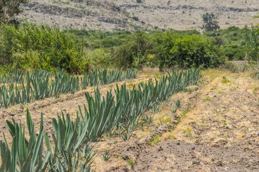 Photograph of a field with agave plants