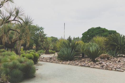 Oaxaca, Oaxaca / Mexico - 21/7/2018: Detail of the Ethnobotanic garden in Oaxaca Mexico