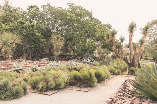 Oaxaca, Oaxaca / Mexico - 21/7/2018: Detail of the Ethnobotanic garden in Oaxaca Mexico