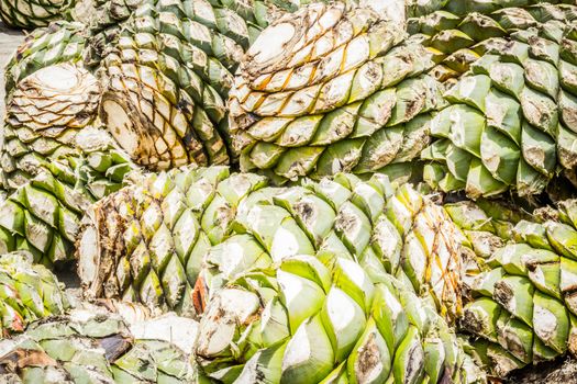 Photograph of some agave hearts from Oaxaca Mexico