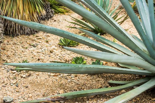 Detail of some maguey plants