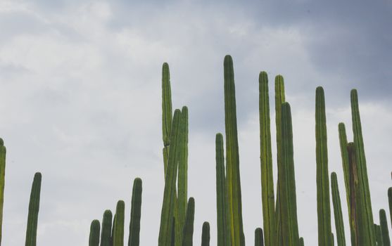 Detail photograph of some green cactus