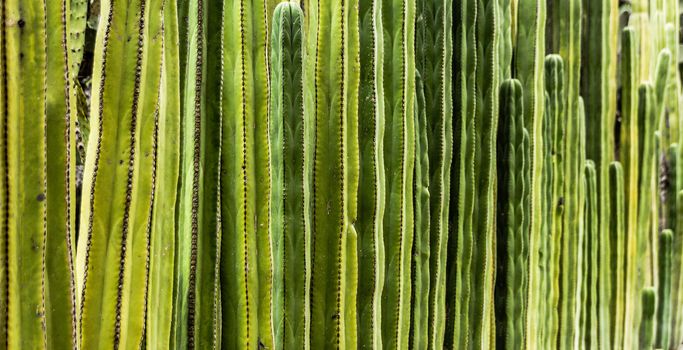 Detail photograph of some green cactus