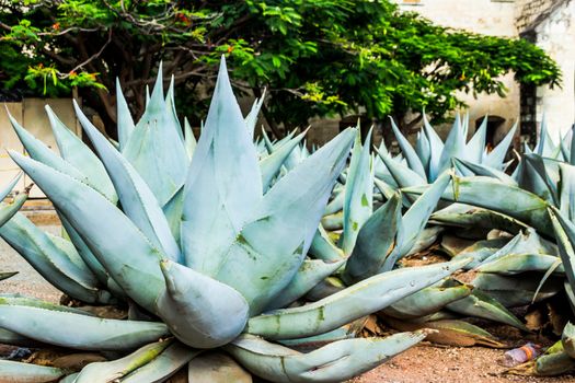 Photograph of some Green maguey traditional nativr mexican plants