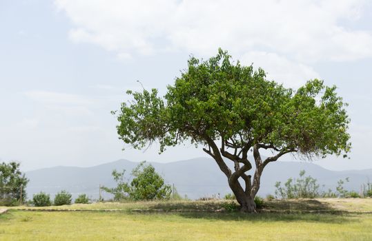 Photograph of a tree on natural environment