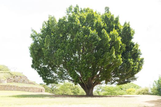 Photograph of a tree on natural environment