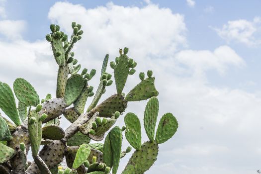 Detail photograph of some green cactus