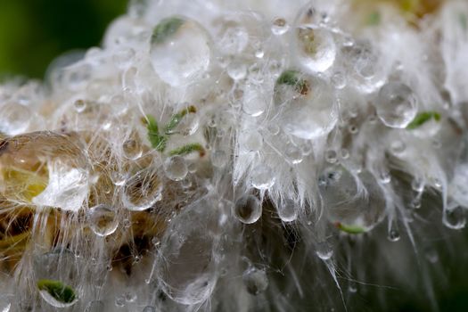 Dew on the blooming lush flower. Floral macro background. Water drops on blossom shaggy plant.