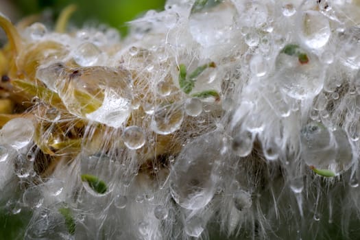 Dew on the blooming lush flower. Floral macro background. Water drops on blossom shaggy plant.