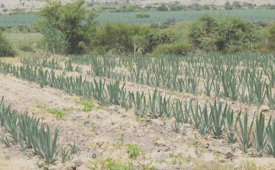 Photograph of a field with agave plants