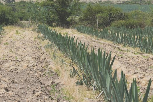 Photograph of a field with agave plants