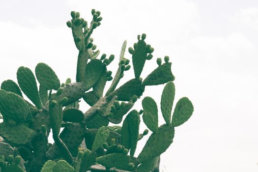 Detail photograph of some green cactus