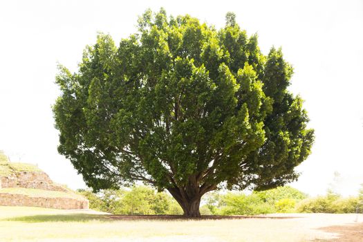 Photograph of a tree on natural environment
