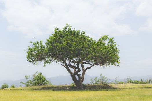 Photograph of a tree on natural environment