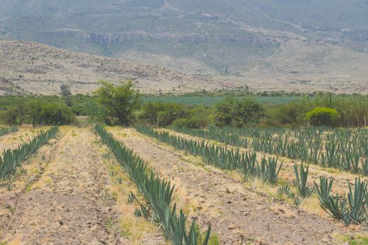 Photograph of a field with agave plants