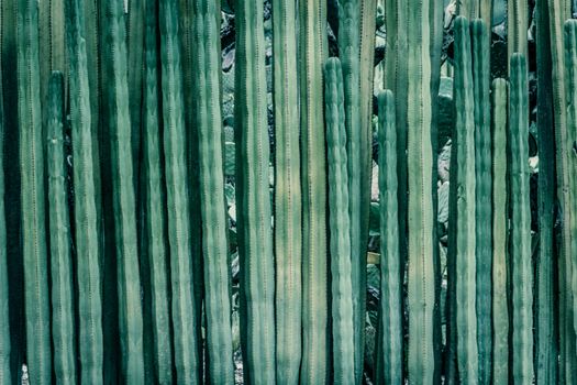 Detail photograph of some green cactus