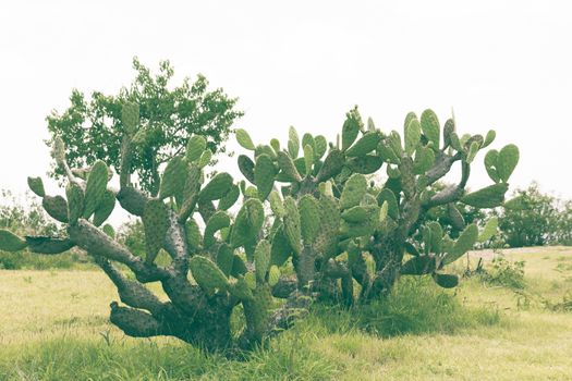 Detail photograph of some green cactus