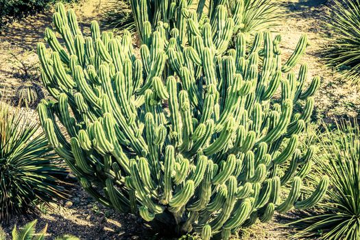 Detail photograph of some green cactus